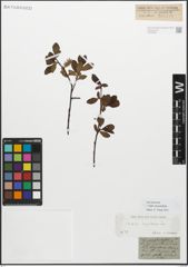Foto von Salix myrsinifolia Salisb.